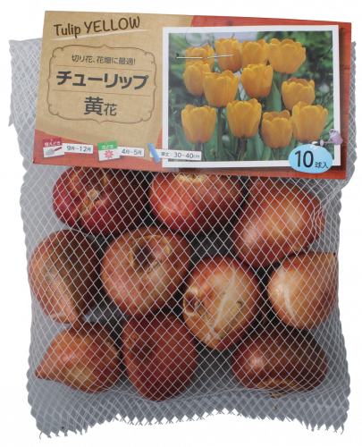 秋が植え時 チューリップの植え方 育て方 Trial Magazine トライアルマガジン