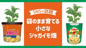 SNSで話題！ポテトチップスの袋の中でジャガイモを育てよう