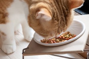猫のエサはどう選ぶ？おすすめの種類や食事の回数、注意点を解説