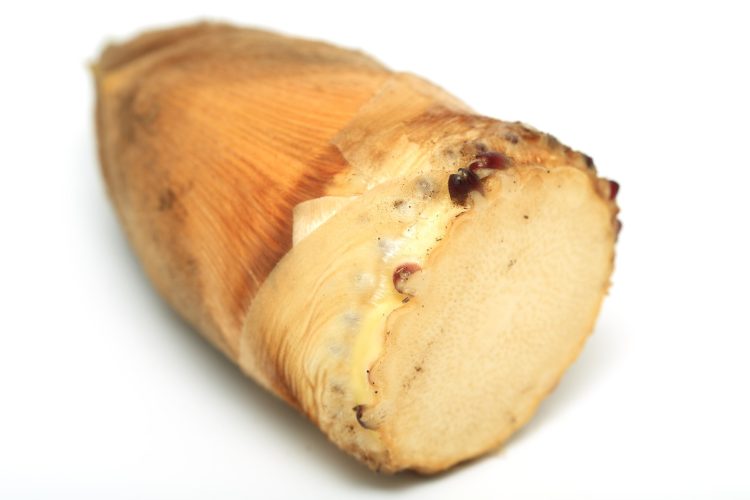 おいしいたけのこの選び方：切り口が白くてみずみずしい