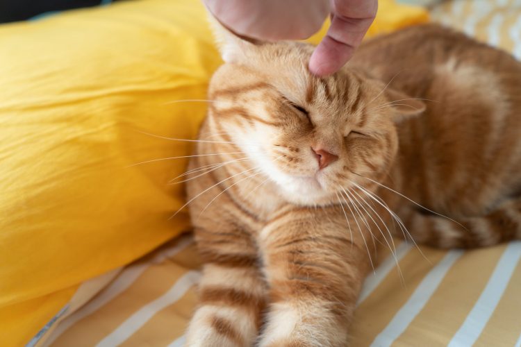 飼い主になでられる猫