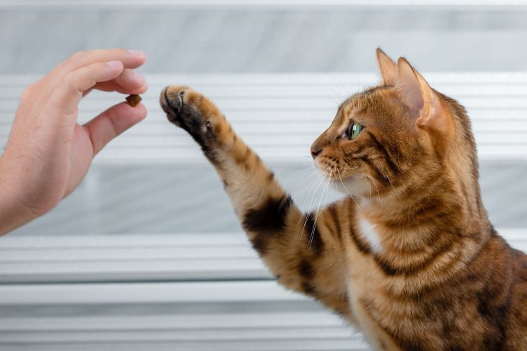 猫にドライフードをあげる飼い主