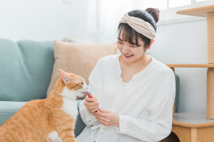 猫にエサを与える飼い主