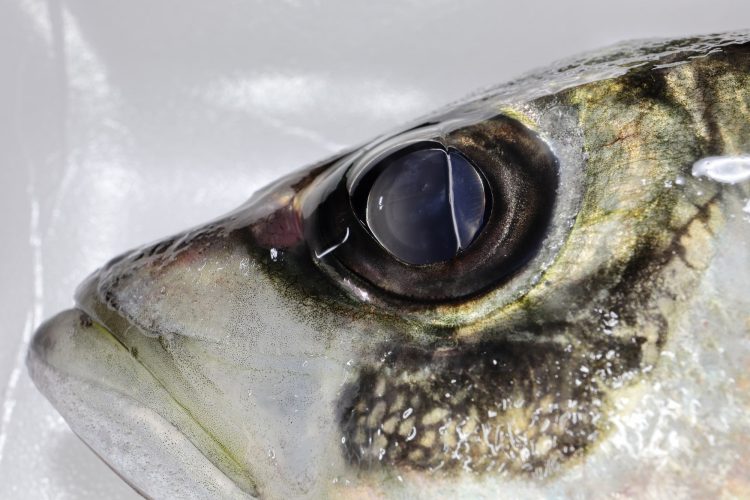 おいしいアジの選び方：目が澄んでいる