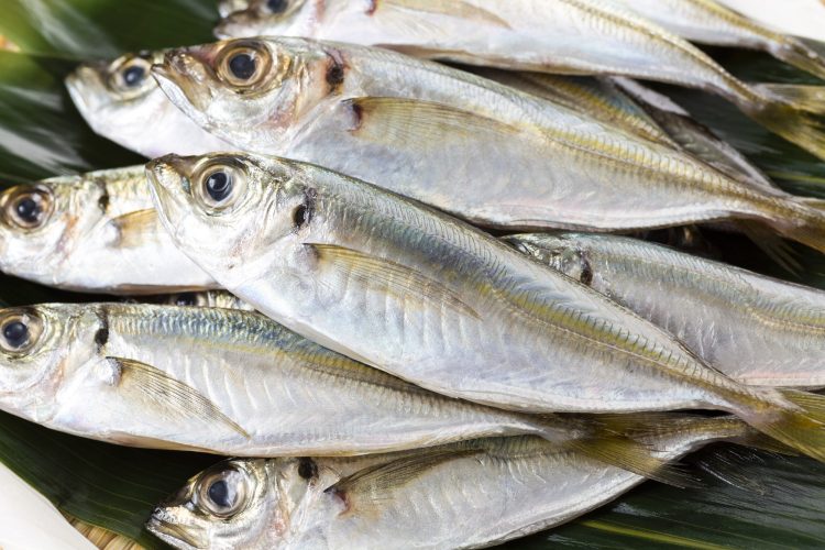 おいしいアジの選び方：表面に傷がなくハリがある