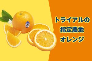 カリフォルニアの豊かな環境にはぐくまれた甘いオレンジが新発売！