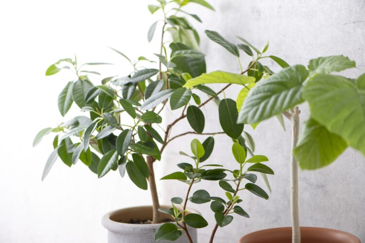 観葉植物