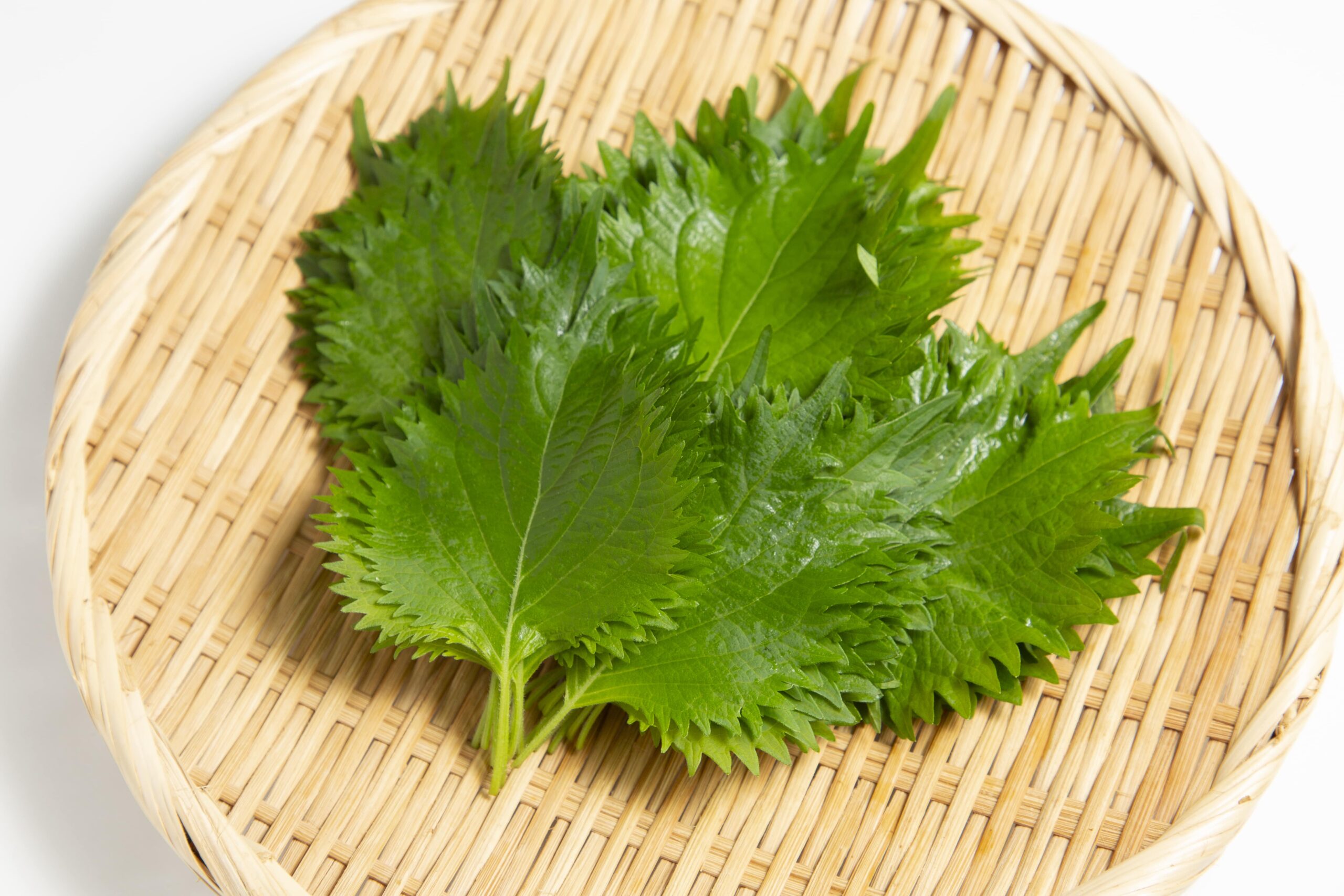 大葉 の 栄養