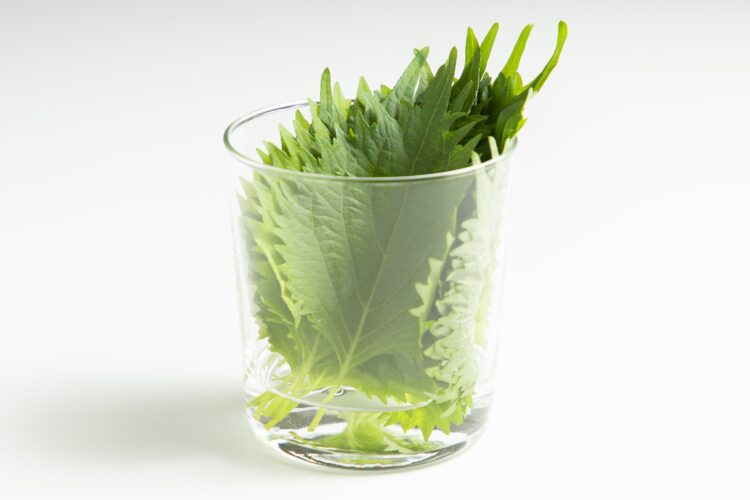 大葉を水につける