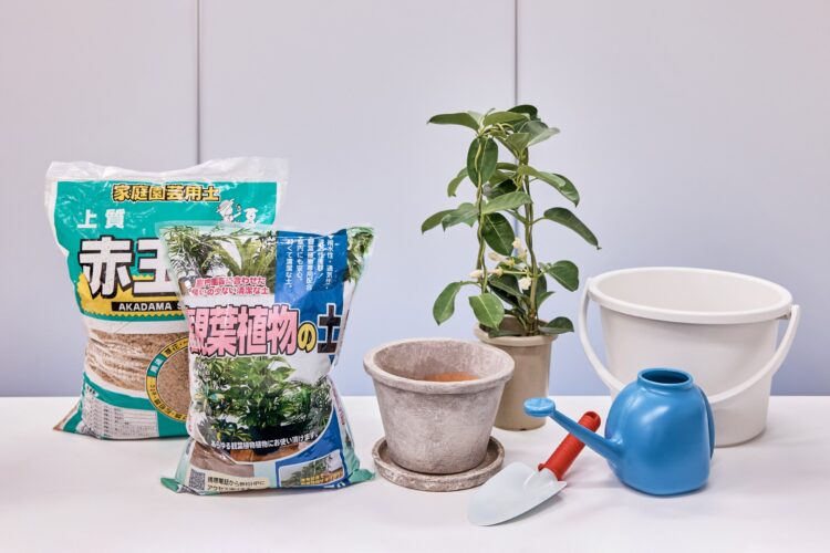 観葉植物の土の入れ替え方法