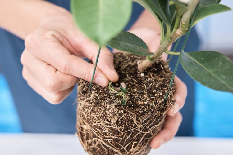 鉢から根鉢を抜き、ごみなどを取る