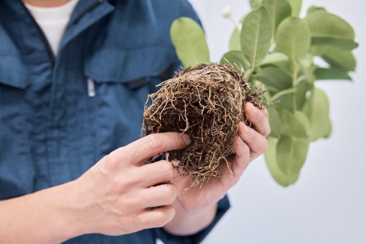 底部分に手を入れ、土を落としながら根をほぐす