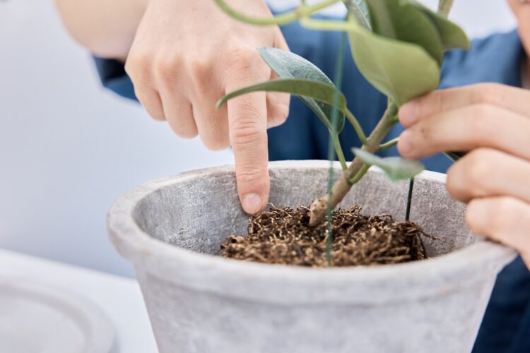 新しい植木鉢に少し土を入れ、観葉植物を置く