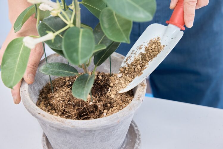 土をかぶせ、最後に赤玉土を敷く