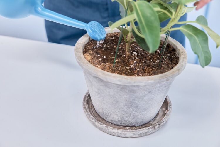 たっぷり水をあげたら、植え替え完了