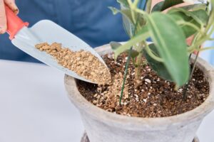 観葉植物の土
