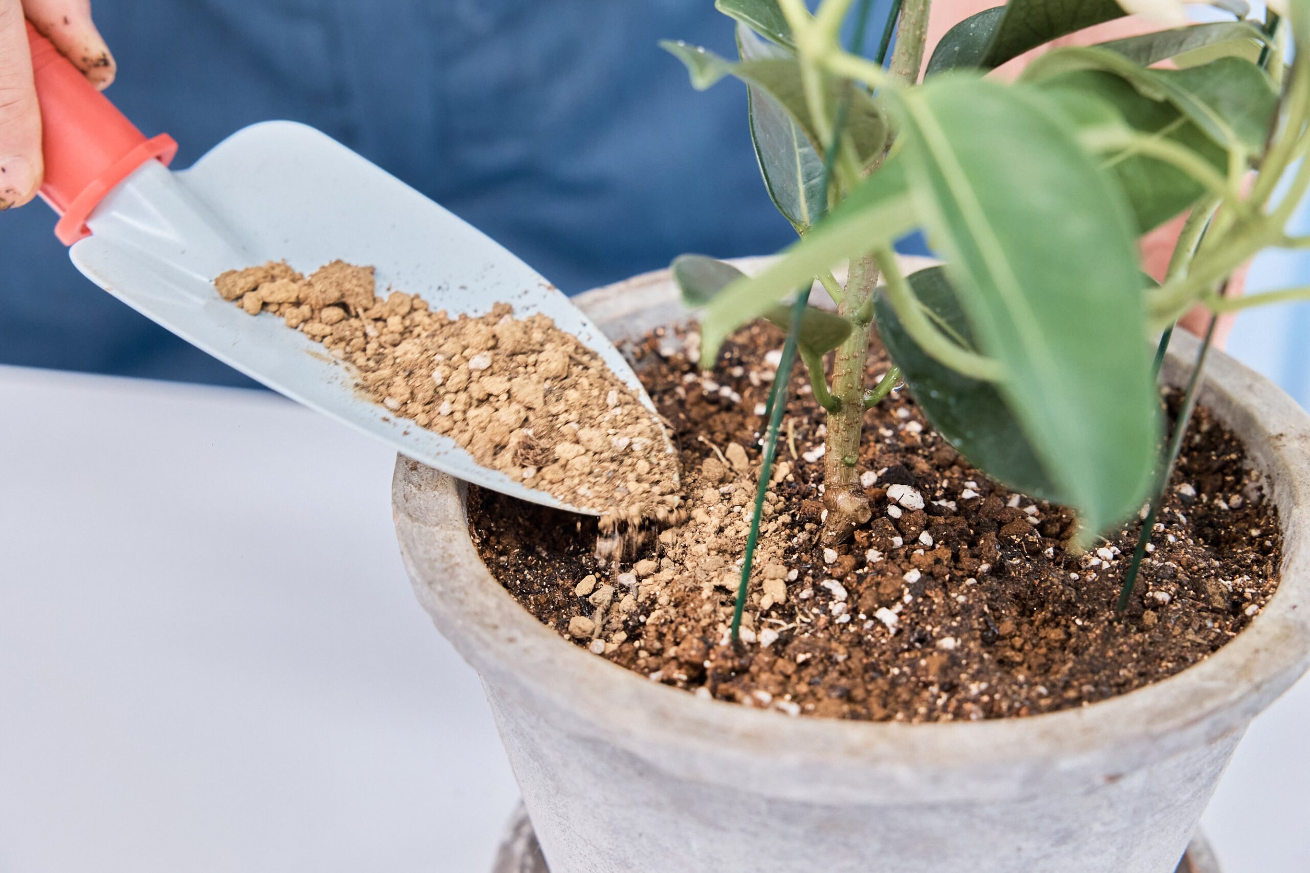 観葉植物の土はどう選ぶ？コバエの発生を防ぐ植え替え方法も紹介