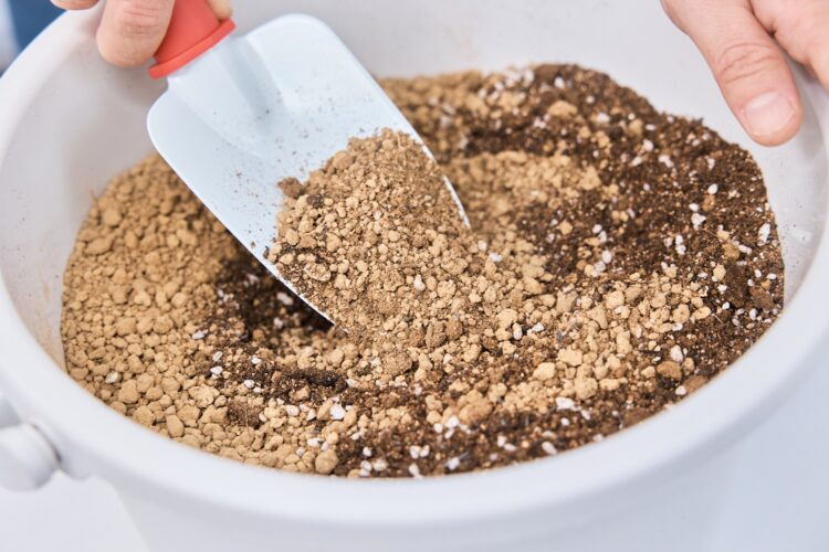 観葉植物の土が果たす役割