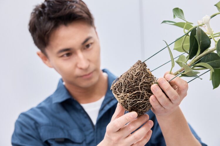 観葉植物の土を変えるタイミング