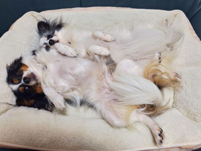 スクエア型ベッドに寝転んでいるワンちゃん