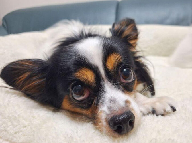 スクエア型ベッドに寝そべっているワンちゃん