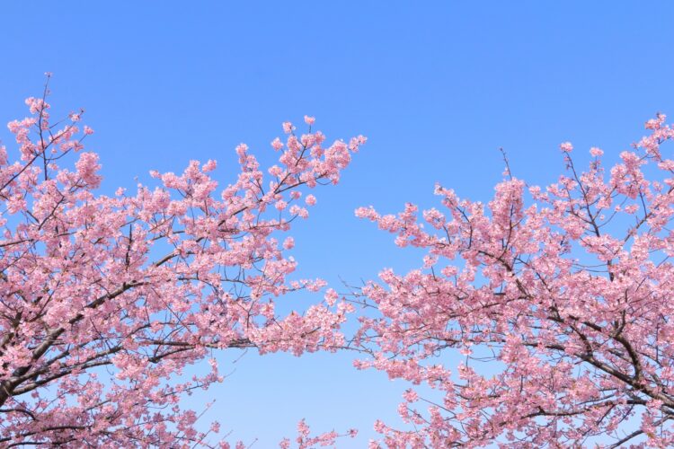 桜のイメージ画像