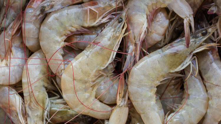 エビ本来の旨みが引き立つバナメイエビを使ったエビ寿司