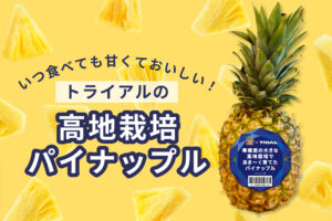あま〜い！コスパ最高のトライアルのパイナップルは高地栽培で驚きの甘さ