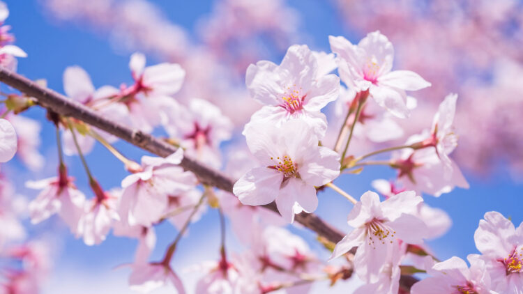 春の香り「HARU NO OTOZURE」と「BENI NO IRODORI」