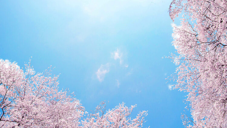 花開く初咲き桜の香り「HARU NO OTOZURE（春の訪れ）」