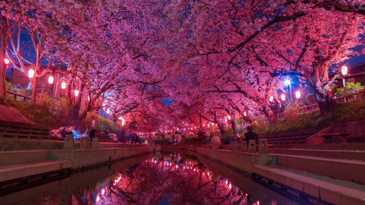 紅色に照らされた夜桜の香り「BENI NO IRODORI（紅の彩り）」