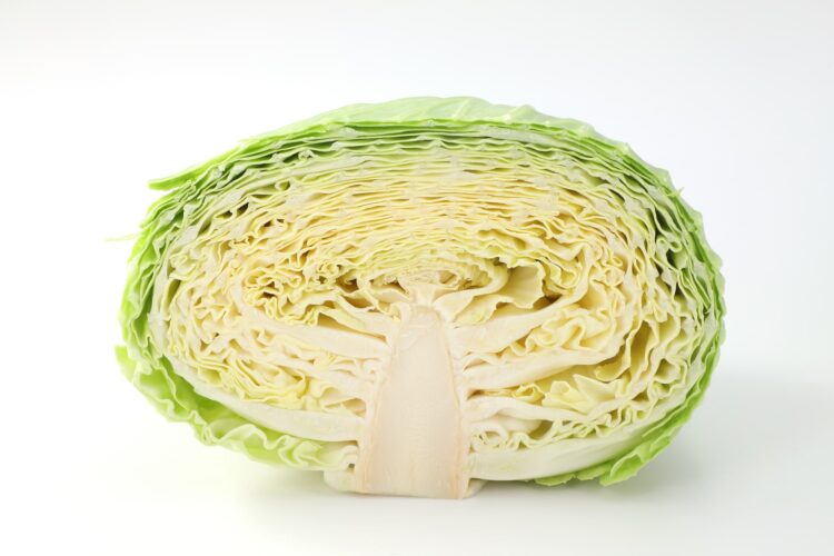 一般的なキャベツ