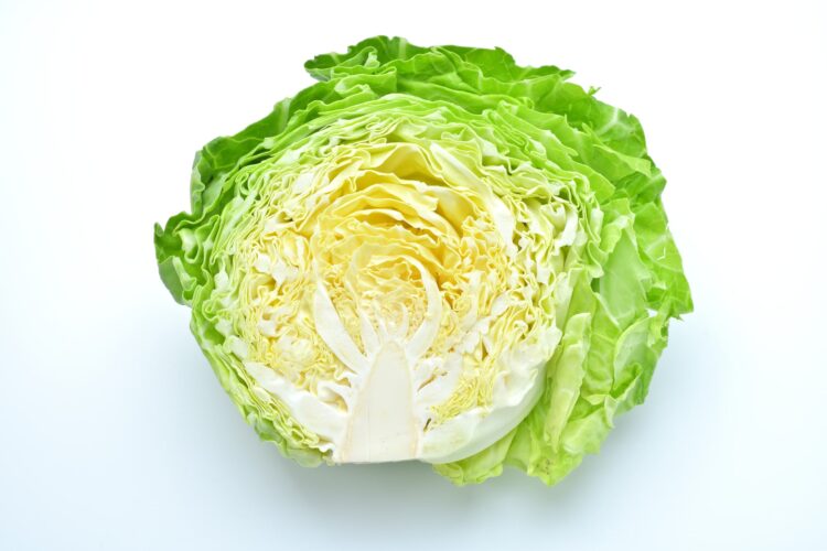 春キャベツ（春玉）
