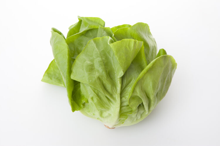 サラダ菜（バターヘッド型）