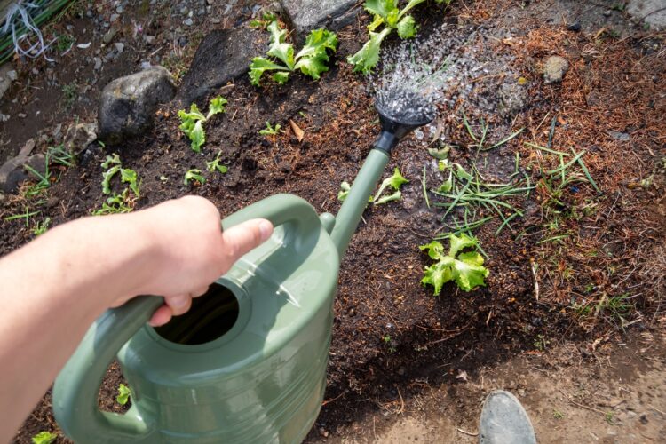 茎葉処理型の除草剤の使い方