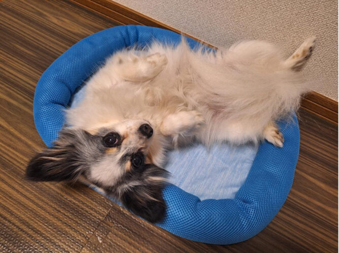 くつろいでいるワンちゃん