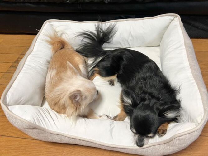 犬がくつろいでいる様子