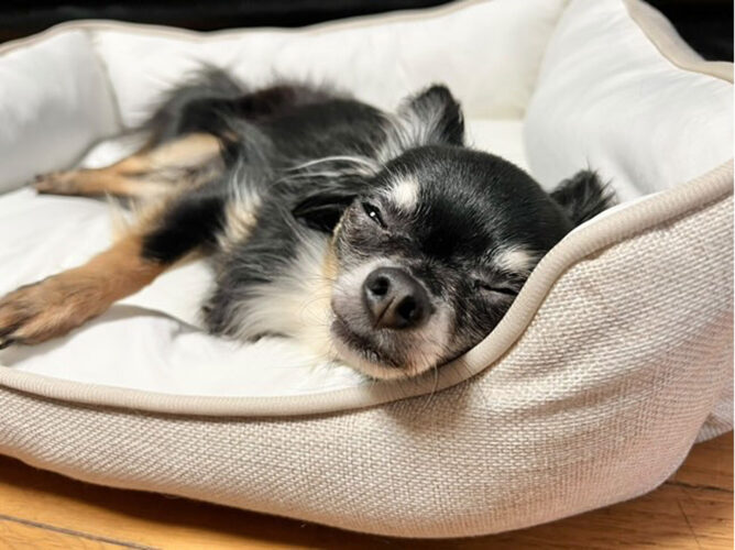 犬がくつろいでいる様子