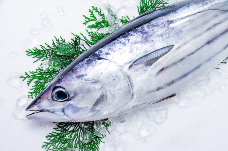 カツオ1尾の選び方