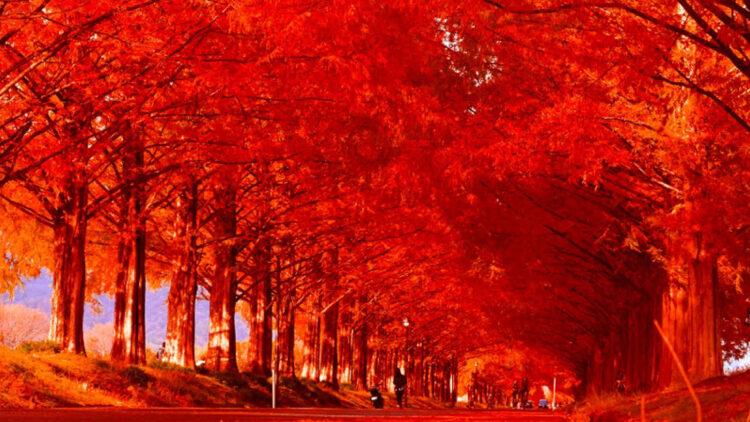 紅葉のイメージ