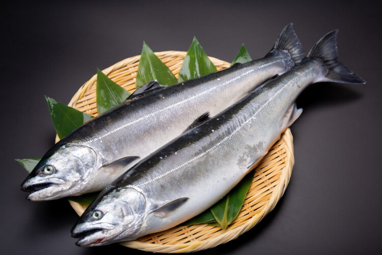 鮭の種類によって変わる栄養素