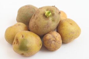 皮が緑色のジャガイモは食べられる？芽が出たときの対処法も解説