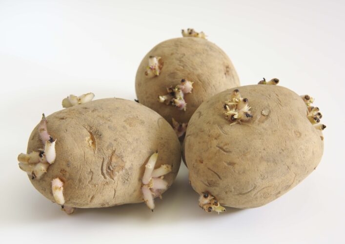 芽が出たジャガイモ