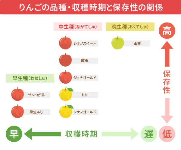 りんごの品種・収穫時期と保存性の関係