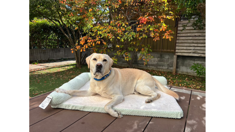 モコふわあったか枕付きベッドを使用しているワンちゃん