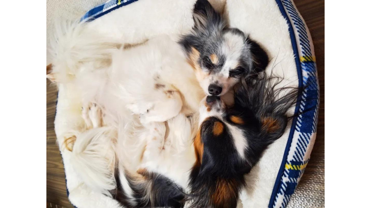 スクエアベッドを使用しているワンちゃん