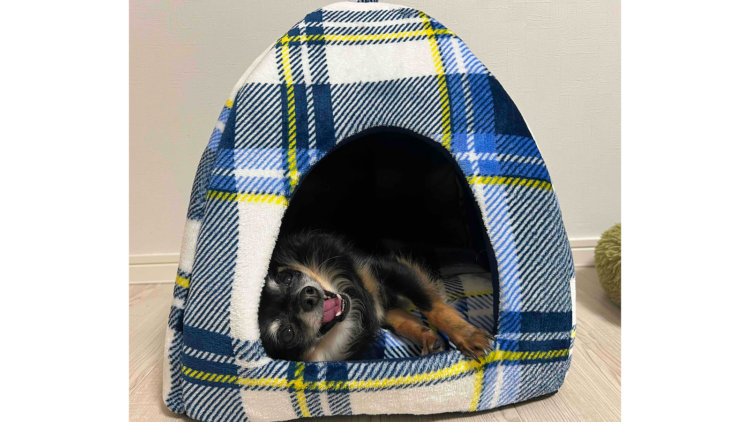 ペットハウス（ドーム型）を使用しているワンちゃん