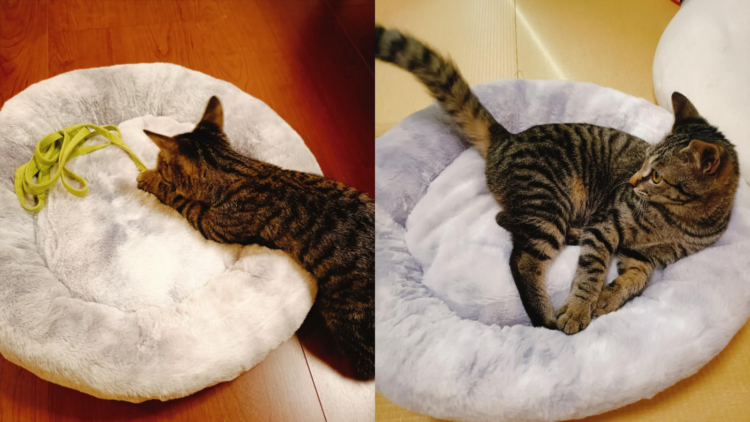 肌触りなめらかラウンドベッドを使用しているネコちゃん