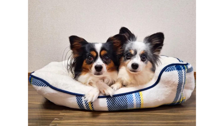 スクエアベッドを使用しているワンちゃん