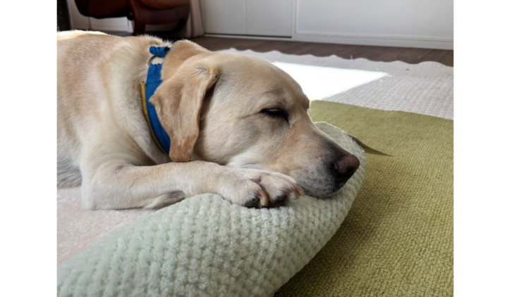 モコふわあったか枕付きベッドを使用しているワンちゃん